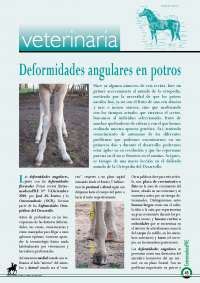 Infografía mostrando diferentes tipos de deformidades angulares en las patas de potros