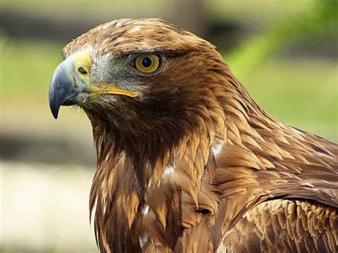 Infografía detallando el proceso de reproducción asistida del águila imperial ibérica, incluyendo recolección de semen, inseminación artificial y cuidado de las crías.