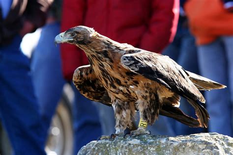 Fotografía de un ejemplar de águila imperial ibérica rehabilitado en el CERI.