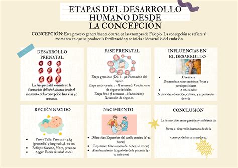 Infografía que muestra las etapas del desarrollo cerebral humano desde la concepción hasta la adultez.