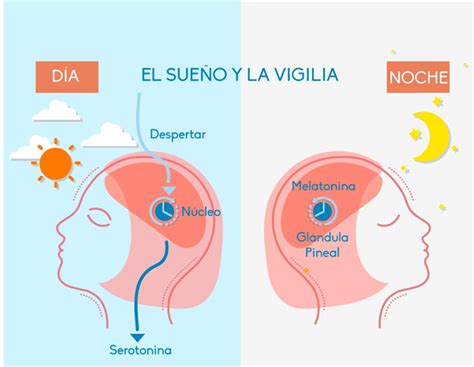 Gráfico que ilustra la progresión de los ciclos de sueño/vigilia en el primer año de vida.