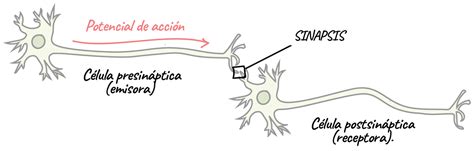 Diagrama que ilustra la formación de sinapsis y el proceso de mielinización en las neuronas.