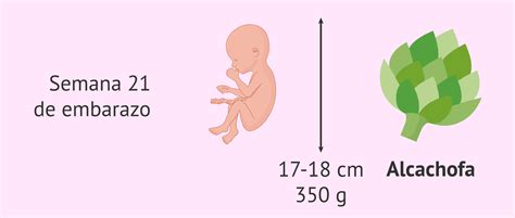 Ilustración detallada del feto a las 21 semanas de gestación, mostrando sus características de desarrollo.