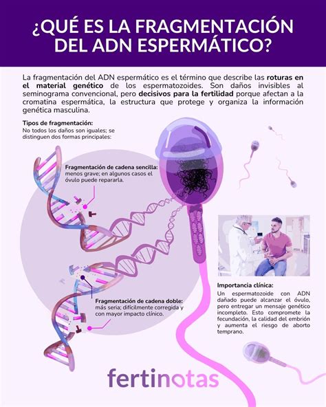 Infografía explicando el análisis de fragmentación del ADN y FISH en espermatozoides.