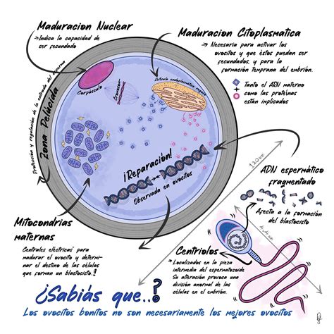 Ilustración del proceso de activación ovocitaria con ionóforo de calcio.