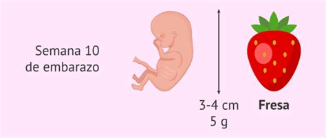 Ilustración comparativa del tamaño del feto de 10 semanas con el de una fresa.