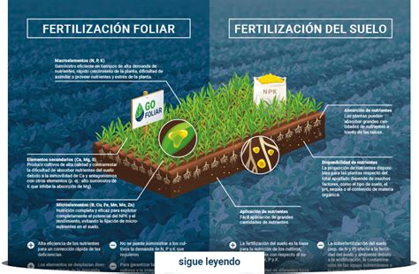 Infografía comparativa de fertilización foliar y de suelo, destacando la rapidez de absorción de la foliar.