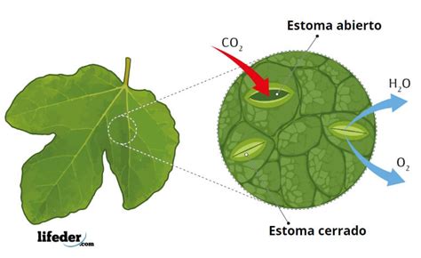 Ilustración de una hoja de planta mostrando los estomas y la cutícula por donde penetran los nutrientes foliares.