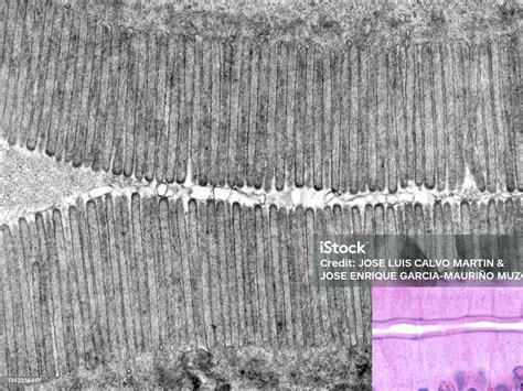 Micrografía electrónica de las microvellosidades del saco vitelino