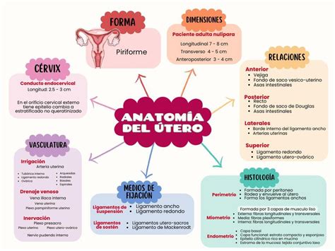 Infografía sobre la anatomía del útero y la localización de los implantes de endometriosis