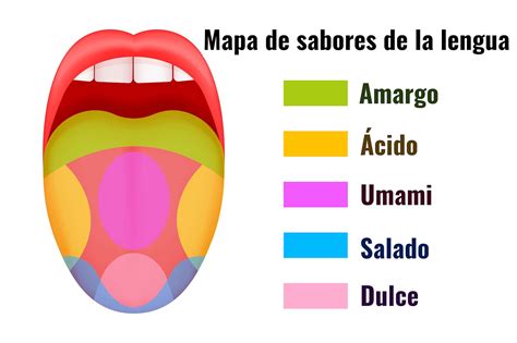 Ilustración del mapa de la lengua que muestra la distribución de los receptores de sabor, con una marca indicando que es un mito.