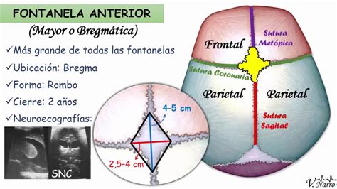 Diagrama mostrando la fontanela mayor y menor de la cabeza fetal y su orientación en posiciones occípito-anterior y occípito-posterior.