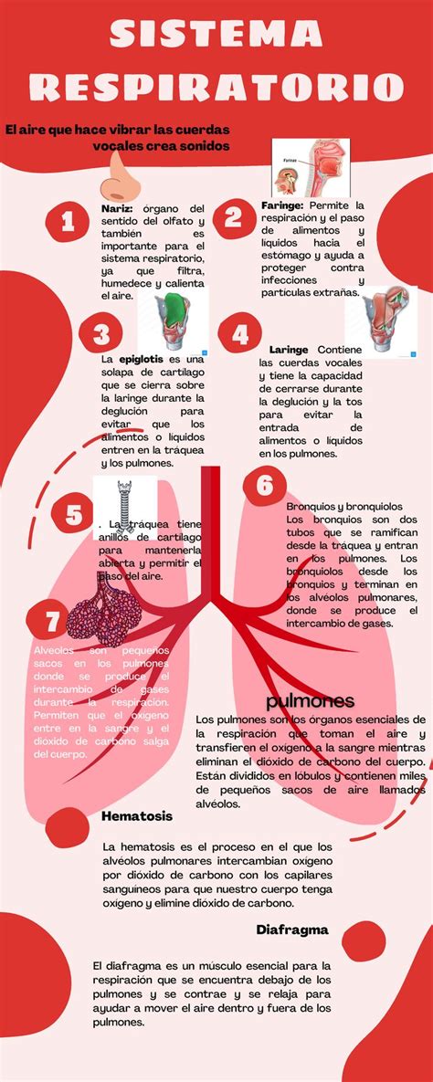 Infografía detallando las acciones del ambroxol en el sistema respiratorio.