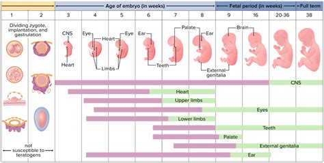 Diagrama del periodo perinatal y neonatal