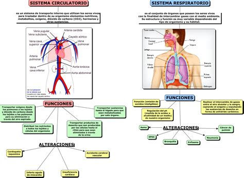 Esquema del cambio circulatorio y respiratorio al nacer