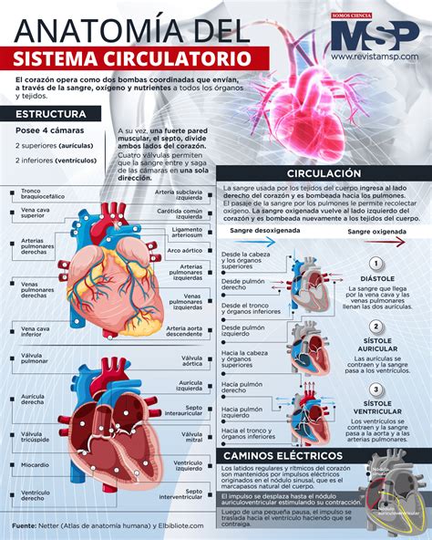 Infografía detallada del sistema circulatorio neonatal y los puntos clave de monitorización de líquidos.