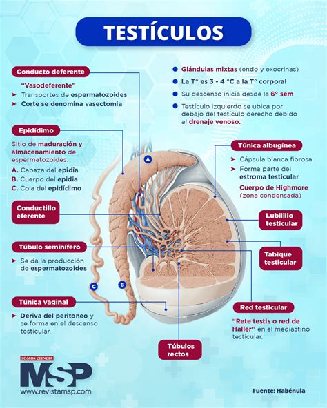 Esquema comparativo entre testículos con volumen normal y testículos afectados por hipoplasia o atrofia
