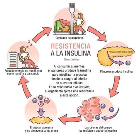 Esquema explicativo sobre la resistencia a la insulina durante el embarazo y el papel de la placenta