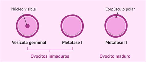 Fotografía microscópica comparativa: ovocito inmaduro (vesícula germinal) frente a ovocito maduro (metafase II con corpúsculo polar visible).