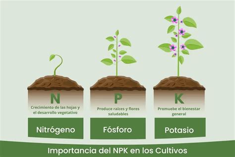 Infografía comparativa: Ciclo nutricional del cannabis y necesidades de NPK (Nitrógeno, Fósforo, Potasio) en cada fase