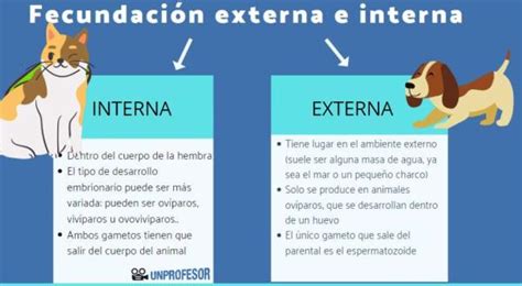 Esquema comparativo entre la fecundación interna y la fecundación externa en el reino animal.