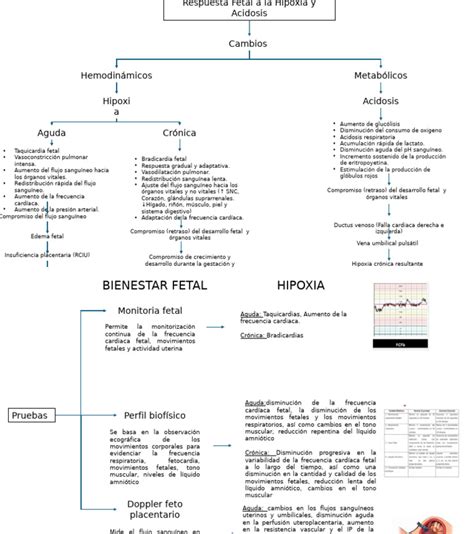 Infografía sobre la redistribución del flujo sanguíneo fetal ante episodios de hipoxia.