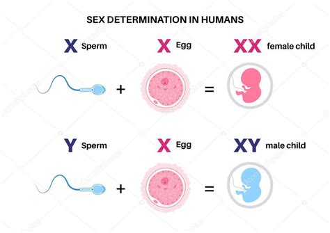 Diagrama que ilustra la determinación del sexo fetal: espermatozoide X + óvulo X = niña (XX); espermatozoide Y + óvulo X = niño (XY).