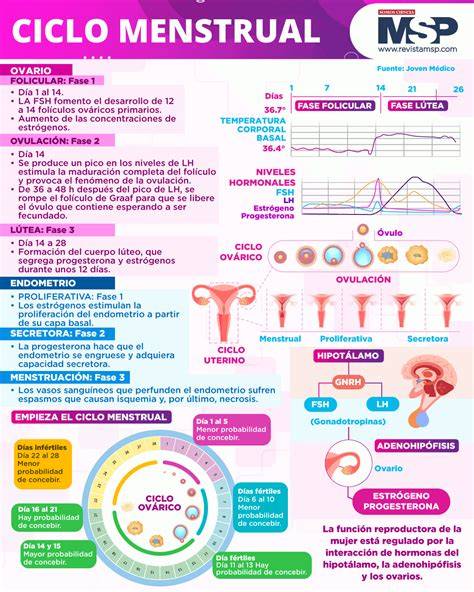 infografía sobre el ciclo menstrual y la ventana de fertilidad
