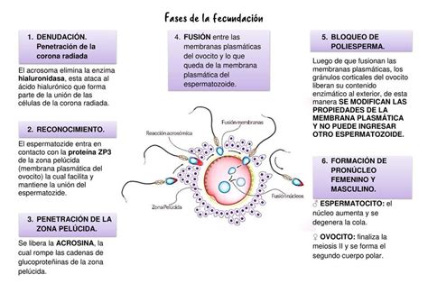 Esquema de las etapas de la Fecundación In Vitro