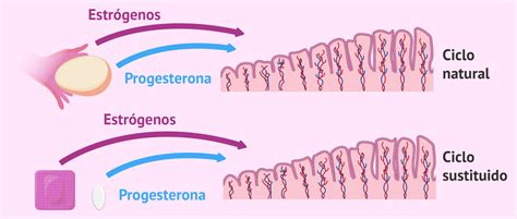 Infografía comparando ciclo natural y ciclo sustituido para transferencia embrionaria