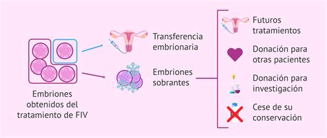 Diagrama de los posibles destinos de los embriones sobrantes de FIV
