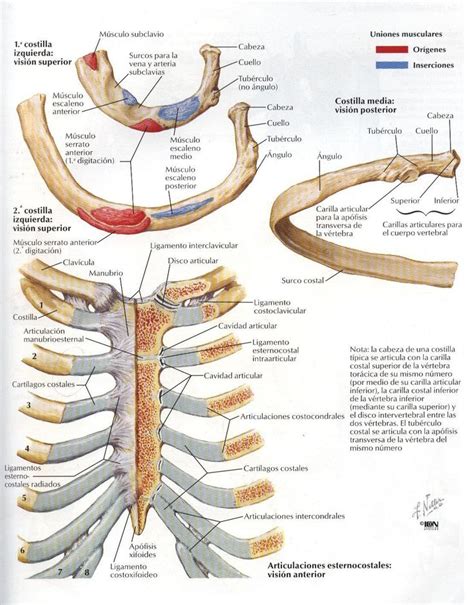 Ilustración anatómica que señala la zona del ángulo costovertebral para la exploración clínica de la pielonefritis.