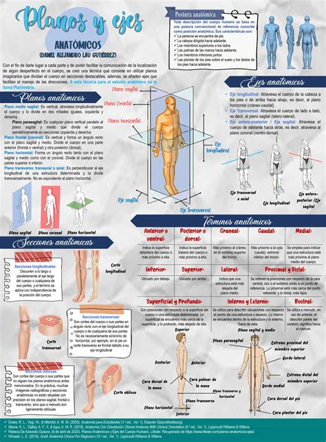 Infografía detallada de los sistemas anatómicos evaluables mediante ecografía pediátrica, desde la cabeza hasta las extremidades