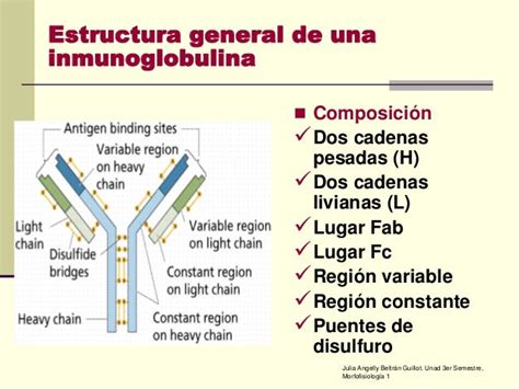 Esquema de la estructura de una inmunoglobulina con sus cadenas pesadas y ligeras, dominios y regiones variables y constantes
