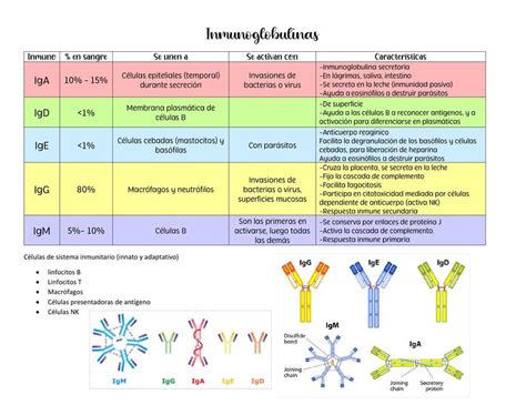 Infografía comparando las características principales de las cinco clases de inmunoglobulinas (IgG, IgA, IgM, IgD, IgE)