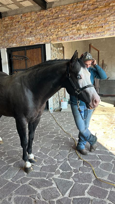 Foto de una yegua siendo inseminada artificialmente en una clínica equina.