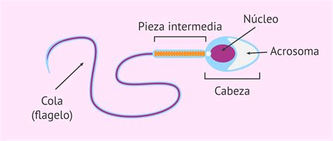 Esquema detallado de la morfología de un espermatozoide normal: cabeza, pieza intermedia y cola con sus medidas estándar.
