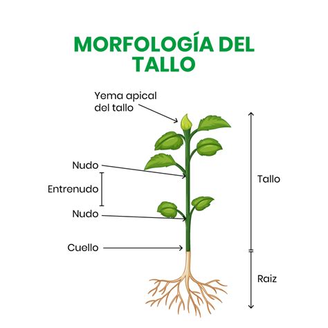 Fotografía detallada de un corte limpio en el nudo del tallo de una poinsettia y la savia lechosa que emana al cortarlo.