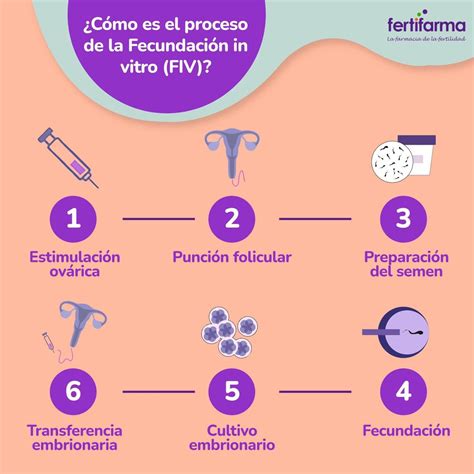 Infografía detallando los pasos de la Fecundación In Vitro (FIV)