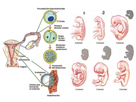 Ilustración de la formación de los órganos principales durante el primer trimestre (embriogénesis).