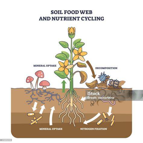 Esquema que muestra el ciclo de nutrientes entre el suelo, el fertilizante y la planta