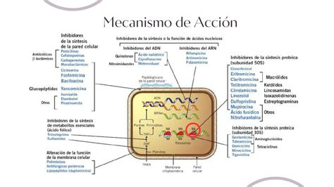 Infografía que explica el mecanismo de acción del clotrimazol inhibiendo la síntesis de ergosterol en la pared celular del hongo.