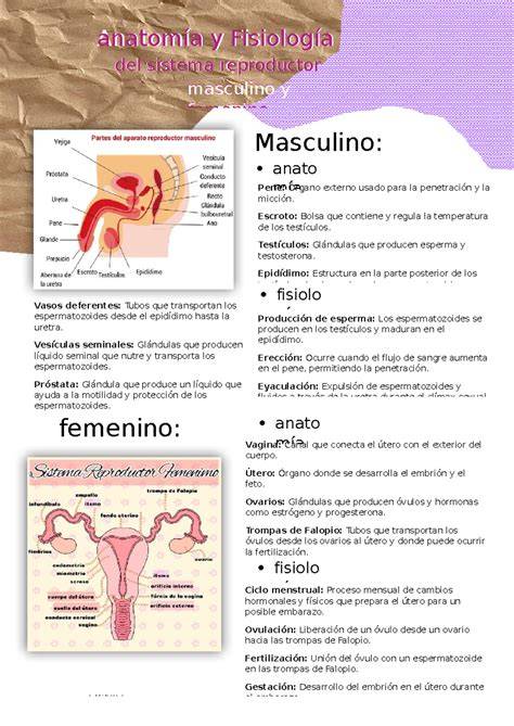 Infografía comparativa de los aparatos reproductores femenino y masculino