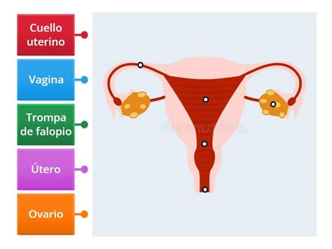 Diagrama del sistema reproductor femenino con puntos indicando dónde se realizan las pruebas de fertilidad.