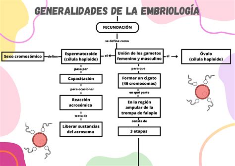 Esquema conceptual que muestra la integración de la medicina reproductiva, la embriología y la gestión de laboratorios en el máster.