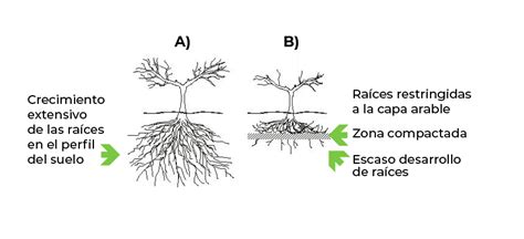 Ilustración comparativa de un suelo compactado vs. un suelo descompactado y sus efectos en las raíces.