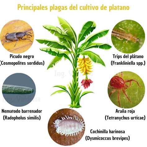 Ilustraciones de las principales enfermedades y plagas del cultivo de plátano.