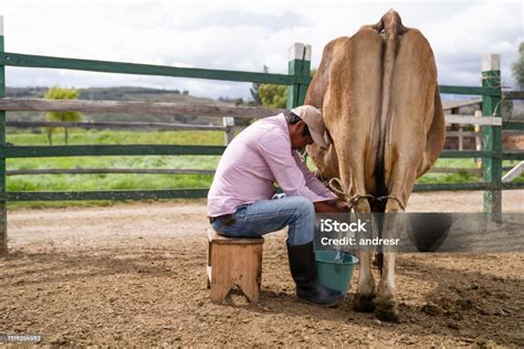 Vaca siendo ordeñada manualmente en un entorno rural