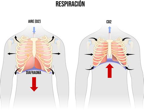 Esquema anatómico mostrando la posición del diafragma bajo los pulmones y su relación con el hipo.