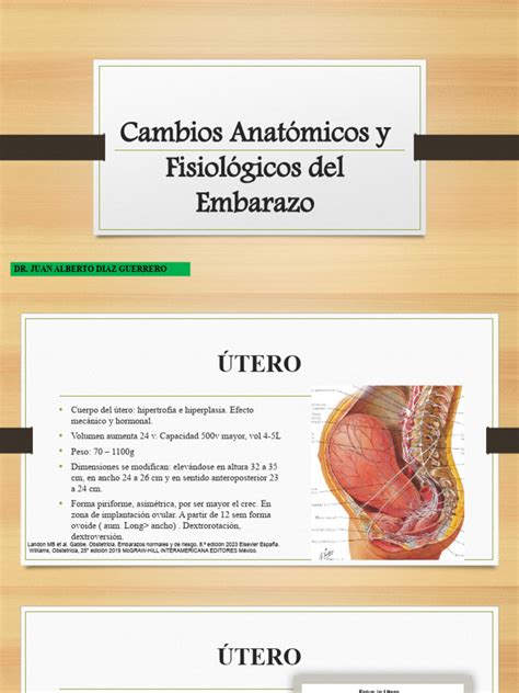 Esquema de los cambios anatómicos en el abdomen durante y después del embarazo, mostrando la diástasis de rectos y el estiramiento de la piel.